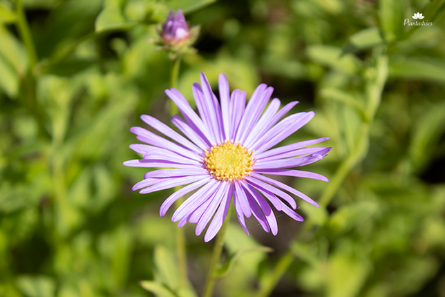 Aster alpinus - Voorjaarsaster