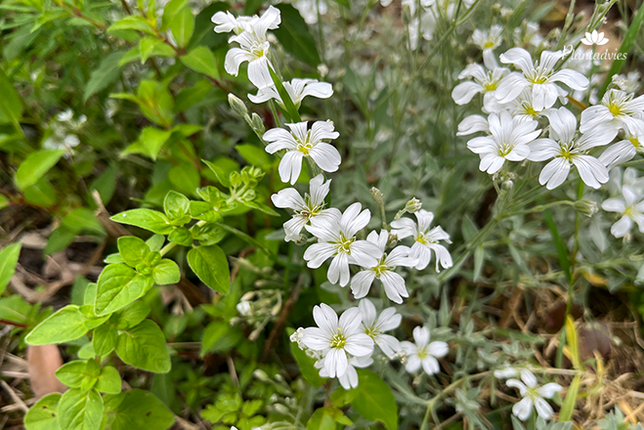 Cerastium tomentosum - Hoornbloem