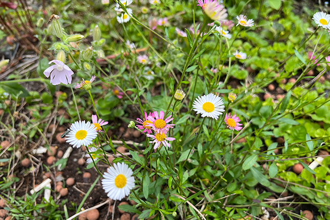 Erigeron karvinskianus - Muurfijnstraal - Fijnstraal