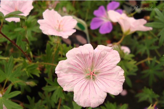 Geranium sanguineum striatum - Ooievaarsbek