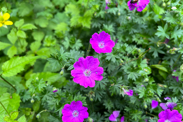 Geranium sanguineum - Bloedooiervaarsbek