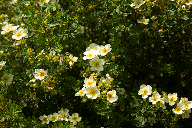 Potentilla fruticosa abbotswood - Struikganzerik