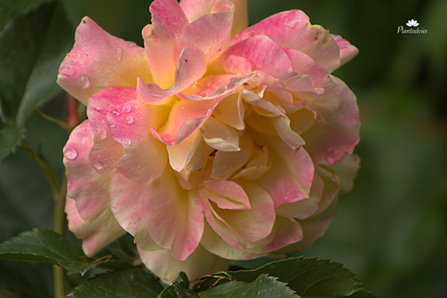Rosa lampion - Heesterroos