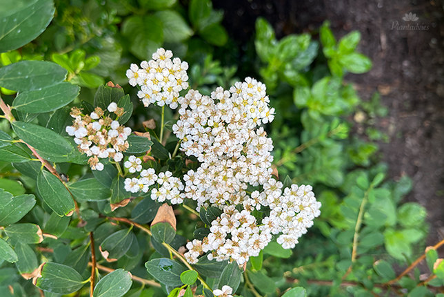 Spiraea nipponica Snowmound - Struikspirea
