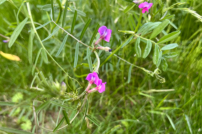 Vicia sativasubsp angustifolia - Smalle wikk