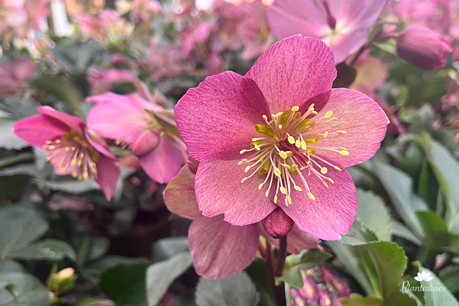 Helleborus HGC 'Ice N' Roses Early Red' - Kerstroos