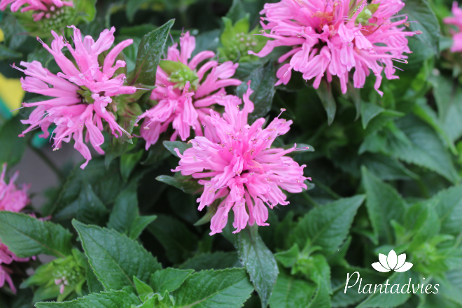 Monarda Croftway Pink - Bergamotplant