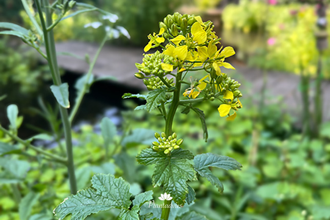 Sinapis alba - Witte mosterd