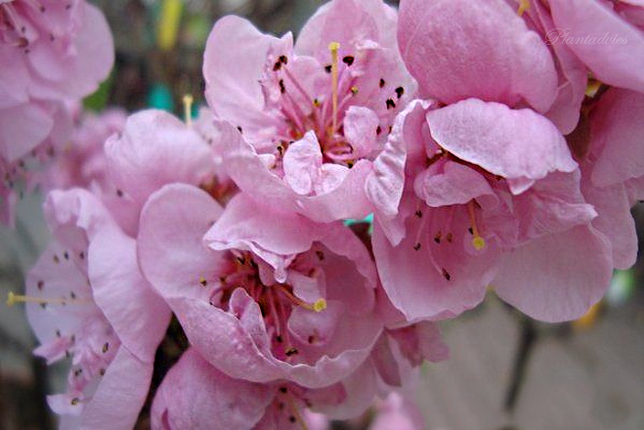 Prunus persica var Nucipersica - Nectarineboom