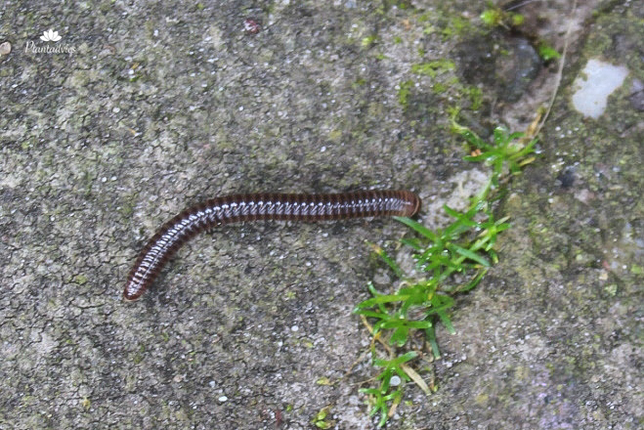 Grote Knotspoot