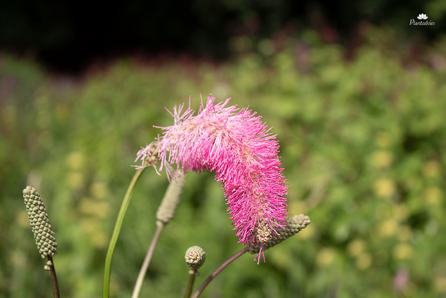 Sanguisorba Pink Brushes - Pimpernel