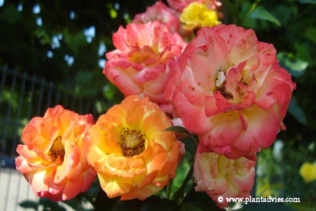Rosa Rumba - Roos