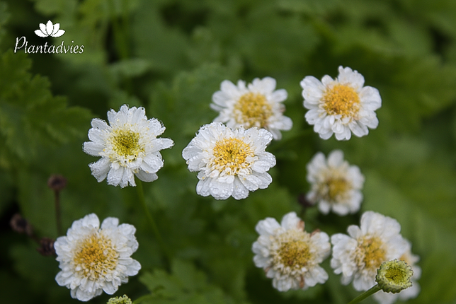 Achillea ptarmica Major - Wilde bertram