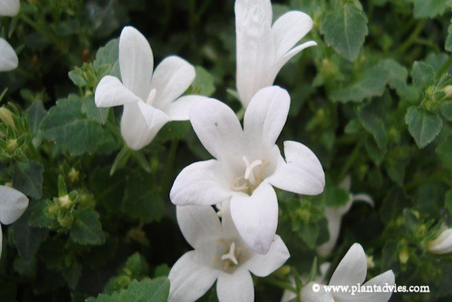 Campanula get mee - Klokjesbloem