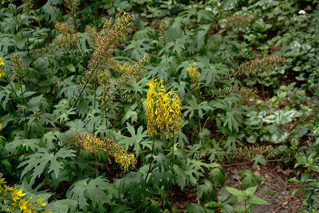 Ligularia przewalskii - kruiskruid