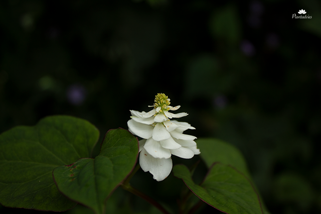 Houttuynia cordata Plena - Moerasannemoon