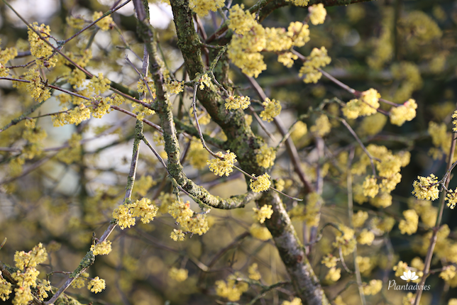 Cornus Mas - Gele kornoelje