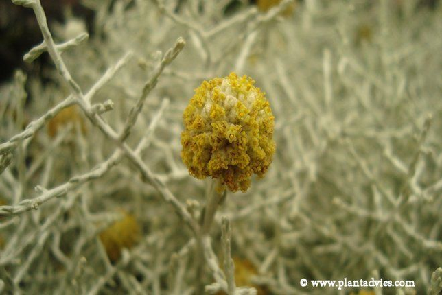 Calocephalus brownii - Zilverstruikje