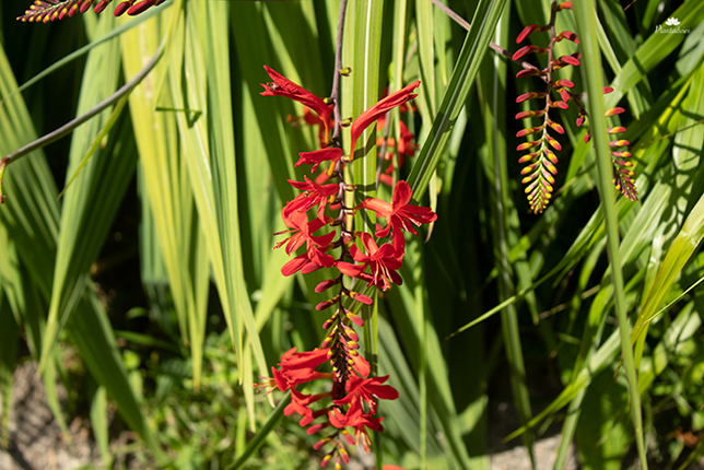 Crocosmia Lucifer - Montbretia