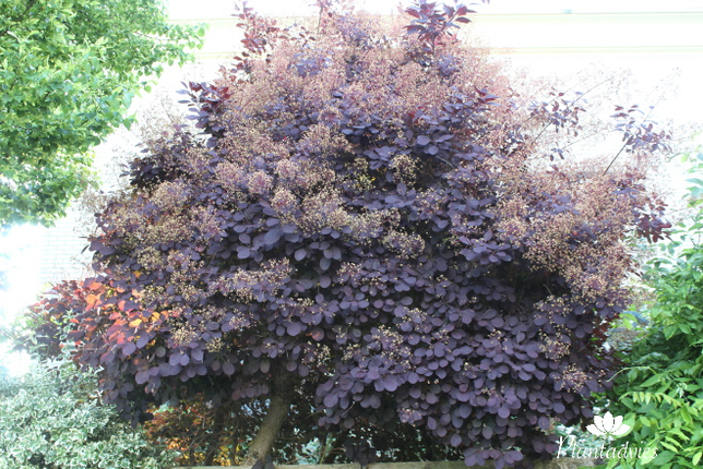 Cotinus coggygria Royal Purple - Pruikenboom