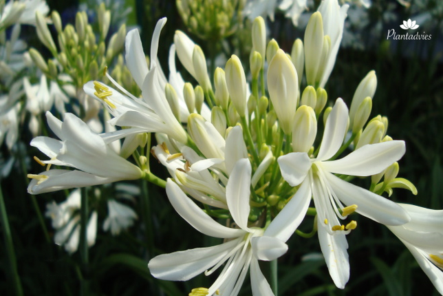 Agapanthus Whitney - Afrikaanse lelie