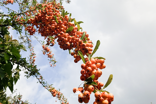 Pyracantha rogersiana - Vuurdoorn