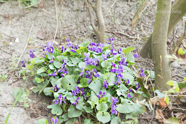 Viola odorata - maarts viooltje