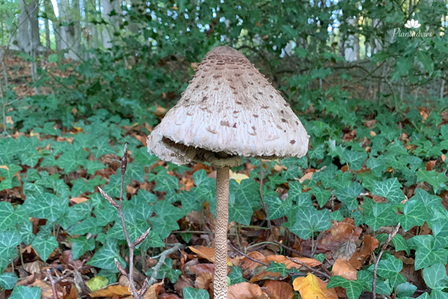 Grote parasolzwam - Macrolepiota