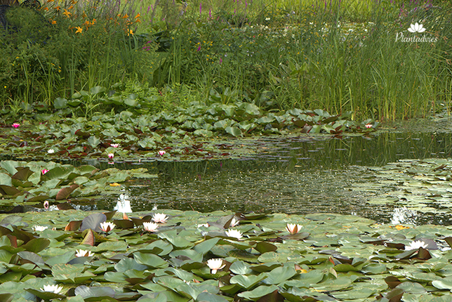 Vijveronderhoud in juli