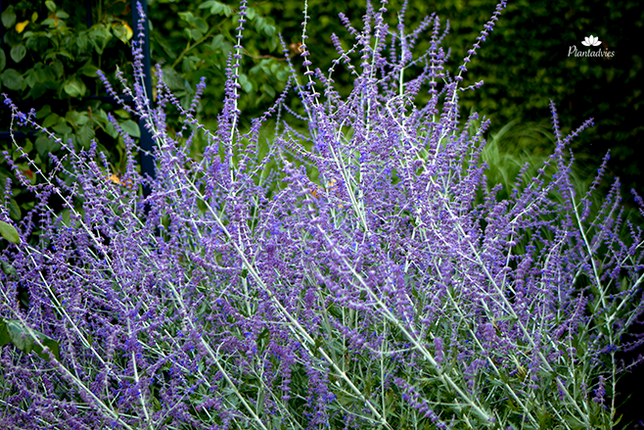 Perovskia atriplicifolia - Reuzenlavendel