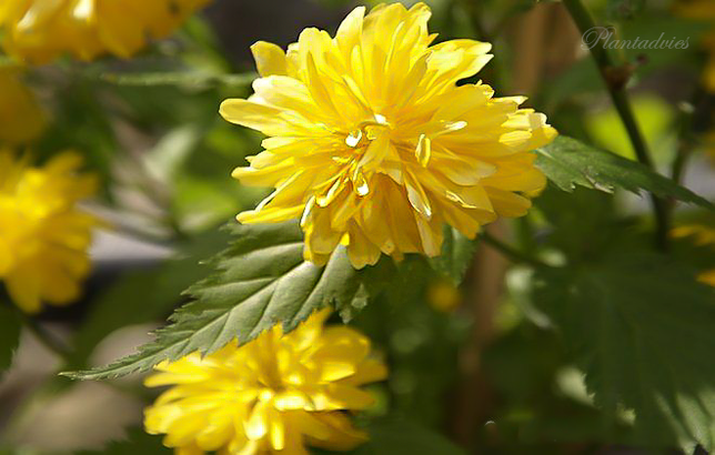 Kerria japonica - Ranonkelstruik