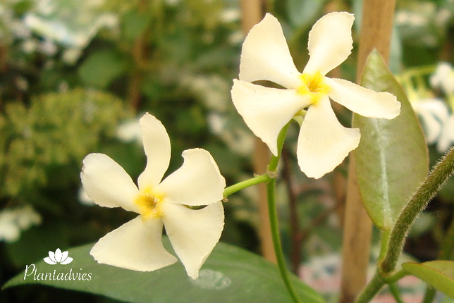 Trachelospermum Jasminoides - Toscaanse jasmijn