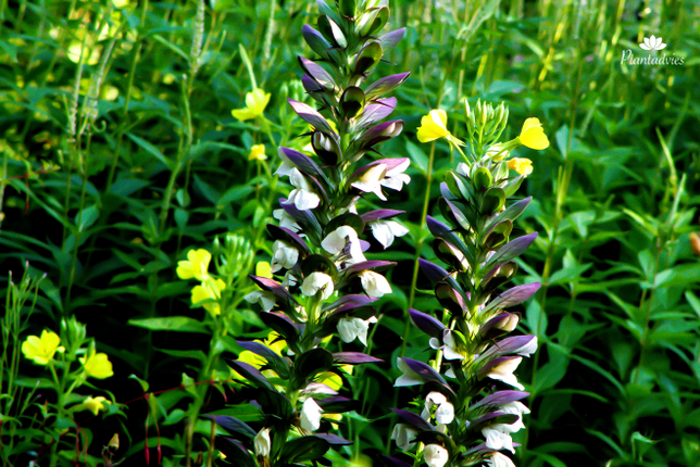 Acanthus mollis Latifolius - Berenklauw