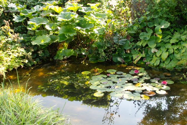 Vijveronderhoud in april
