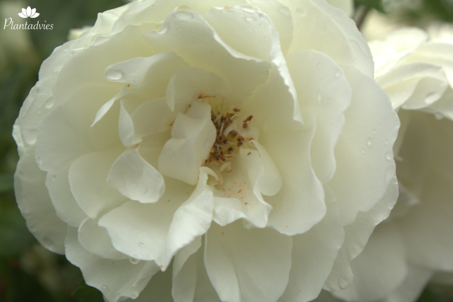 Rosa Schneewittchen - Trosroos
