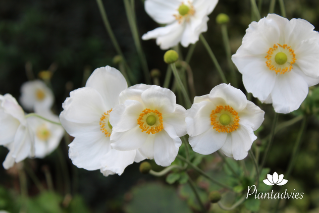 Anemone - Herfst anemoon