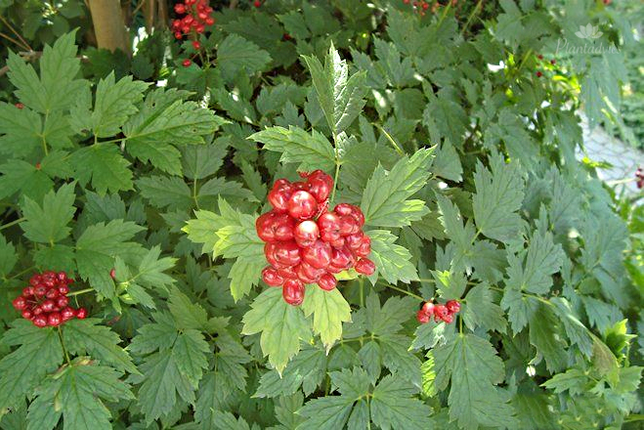 Actaea rubra - Christoffelkruid