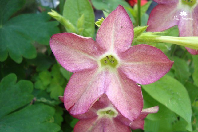 Nicotiana Lime - Purple Bicolor - Siertabak