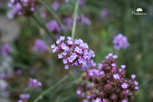 Verbena bonariensis - Ijzerhard