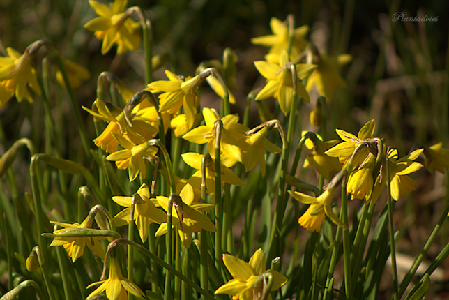 Narcis - Narcissus