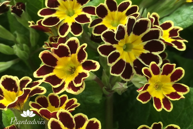 Primula elatior Mister Gold laced - Sleutelbloem