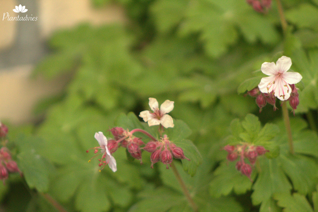 Geranium macrorrhizum `Spessart` - Rotsooievaarsbek