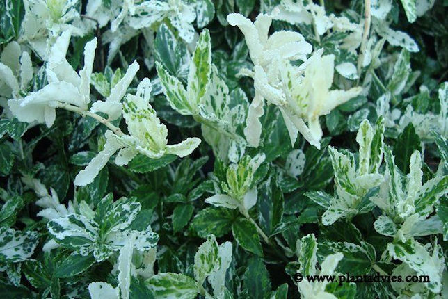 Euonymus fortunei 'Harlequin' - Kardinaalsmuts
