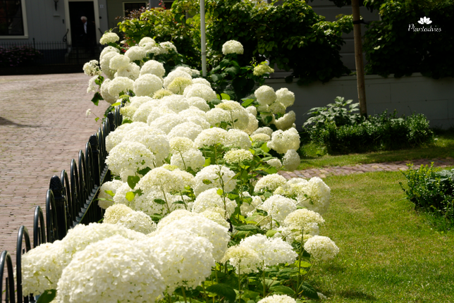 Gazononderhoud in februari