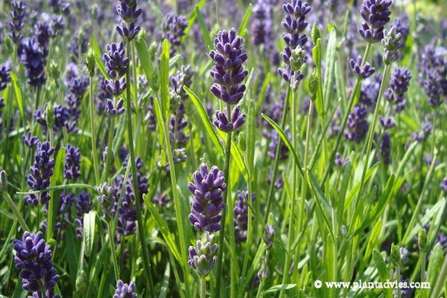 Lavandula angustifolia Felice - Lavendel