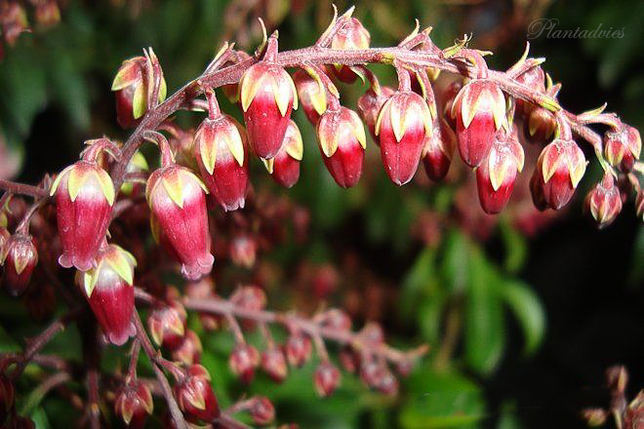 Pieris japonica Valley Valentine - Rotsheide