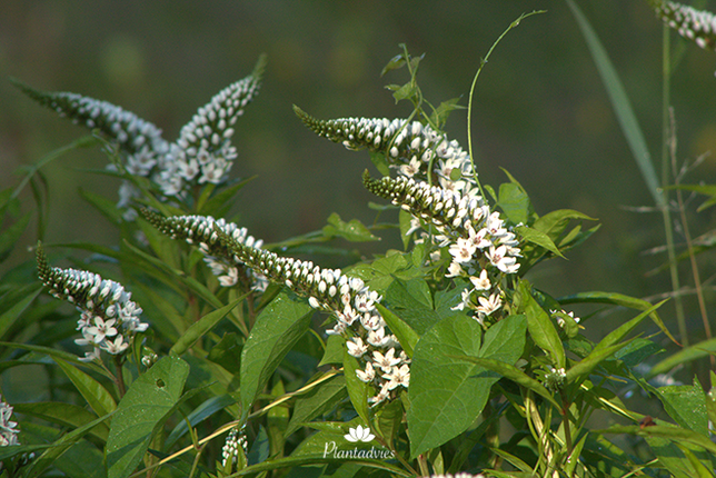 Lysimachia clethroides - Wederik