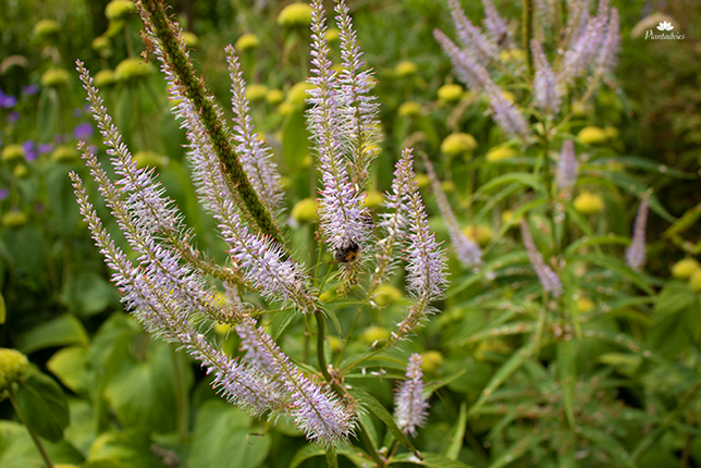 Veronicastrum virginicum Roseum - Zwarte ereprijs