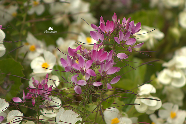 Cleome spinosa - Kattensnor