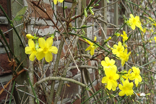 Jasminum nudiflorum - Winterjasmijn